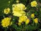 Preview: Die gelben Blüten der Beetrose Friesia duften angenehm.