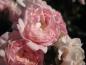 Preview: Kleinstrauchrose The Fairy - gefüllte rosa Blüte