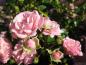 Preview: Die Blüten der Rose The Fairy sind gefüllt und rosa.