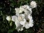 Preview: Die weißen Blüten der Strauchrose Schneewittchen stehen in Büscheln zusammen.