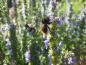 Preview: Die Blüten des Ysop sind bei Bienen, Hummeln und Schmetterlingen sehr beliebt.