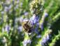 Preview: Die blauen Blüten des Ysop ziehen Insekten an.