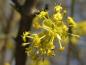 Preview: Blüte der Kornelkirsche Shumen
