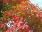 Preview: Rotes Herbstlaub - Fenchelholzbaum