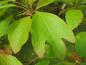 Preview: Hübsche, feigenartige Blätter des Fenchelholzbaums