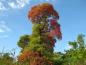 Preview: Ein alter Sassafrasbaum im Herbst