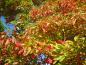 Preview: Der Sassafrasbaum im bunten Herbstkleid