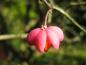 Preview: Frucht des Pfaffenhütchens - Nahaufnahme