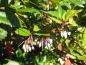Preview: Heranreifende Beeren der Großblättrigen Berberitze