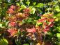 Preview: Das immergrüne Laub der Großblättrigen Berberitze färbt sich im Herbst z.T. leuchtend rot.