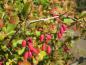 Preview: Rote Beeren und beginnende rote Herbstfärbung: die Gewöhnliche Berberitze im Oktober