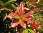 Preview: Großblättrige Berberitze - rote Blätter im Herbst