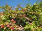 Preview: Großblättrige Berberitze mit beginnender Herbstfärbung