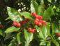 Preview: Die roten Früchte von Cratagus lavallei Carriereiwerden auch von Vögeln gerne gegessen.