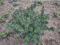 Preview: Ilex meserveae Blue Angel