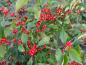 Preview: Sommarjärnek Oosterwijk, Ilex verticillata Oosterwijk