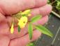 Preview: Jasminum humile Revolutum