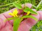 Preview: Jasminum humile Revolutum