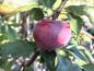 Preview: Dunkelroter Apfel Kleiner Roter