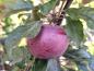 Preview: Heranreifender Apfel Kleiner Roter Ende August