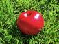 Preview: Reifer Apfel Kleiner Roter im September