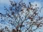Preview: Lampionbaum: reicher Fruchtschmuck im Winter