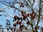 Preview: Lampionbaum mit zierenden Früchten im Winter