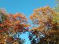Preview: Orange Blätter des Lampionbaums im Herbst