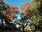 Preview: Orange Herbstfärbung des Lampionbaums