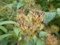 Preview: Früchte der Kolkwitzia amabilis