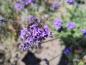 Preview: Lila Blüten des Lavendel Hidcote im Juli