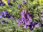Preview: Bienen und Schmetterlinge lieben die Blüten des Lavendel Hidcote.