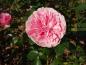 Preview: Rosa Leonardo da Vinci®