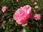 Preview: Rosa Leonardo da Vinci®