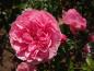 Preview: Rosa Leonardo da Vinci®