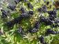 Preview: Viele zierende, schwarze Früchte am Liguster Atrovirens Compact