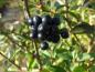 Preview: Früchte von Ligustrum vulgare Atrovirens