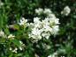 Preview: Die weiße Blütenrispe des einheimischen Ligustrum vulgare