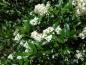 Preview: Ligustrum vulgare