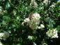 Preview: Bienen werden angelockt von der Rainweide (Ligustrum vulgare)