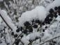 Preview: Einheimischer Liguster, Rainweide zeigt Winterzierde