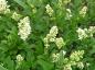 Preview: Einheimischer Liguster, Rainweide - einheimische Heckenpflanze mit weißen Blüten