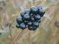 Preview: Zierende Beeren der einheimischen Heckenpflanze Liguster