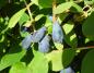Preview: Lonicera caerulea var. kamtschatica Wojtek