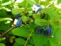 Preview: Lonicera caerulea var. kamtschatica Wojtek