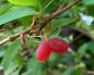 Preview: Früchte von Lonicera purpursii
