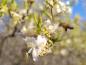 Preview: Die Blüten der Winterduft-Heckenkirsche sind bei Bienen sehr beliebt.