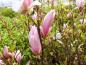 Preview: Knospen der Rosa Sternmagnolie George Henry Kern