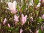 Preview: Zartrosa Blüten der Sternmagnolie George Henry Kern