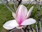Preview: Weiß-rosa Blüte der Tulpenmagnolie